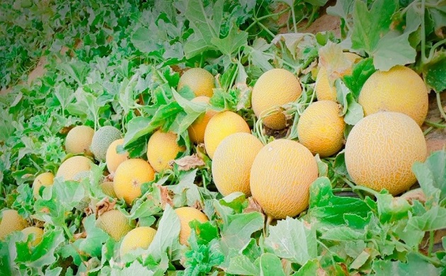 اصناف الشمام المسجلة 